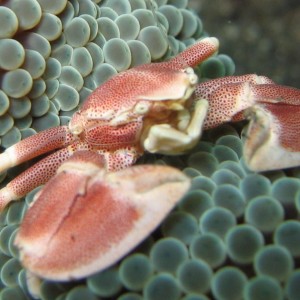 Spotted porcelain crab