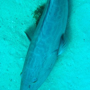 Top-side of a grouper