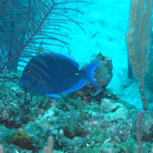 Juvenile angel fish