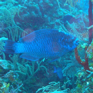 Big parrot fish