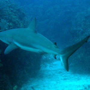 reef shark