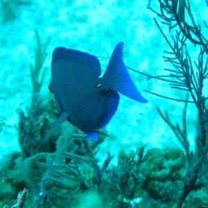 Juvenile angel fish