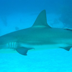 Shark -- extreme close-up