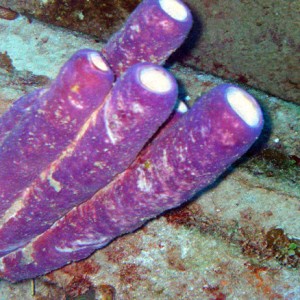 Tube sponges