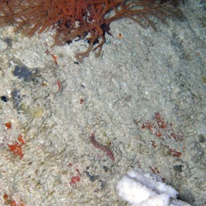 juvenile fire worm