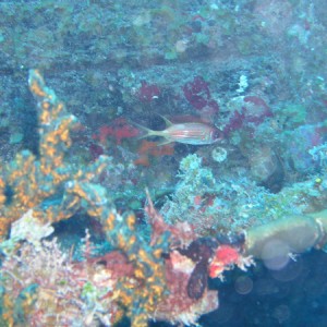 Squirrel fish and coral