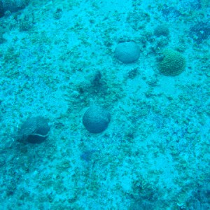 Brain corals