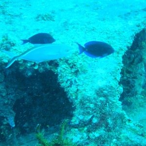 3 fish on the wreck