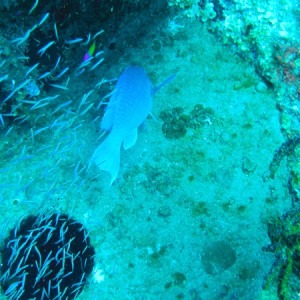 Parrot fish