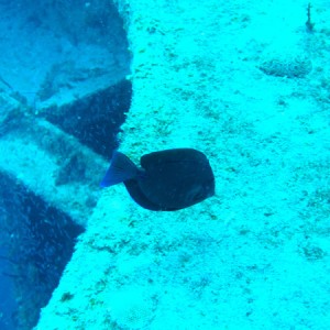 juvenile angel fish