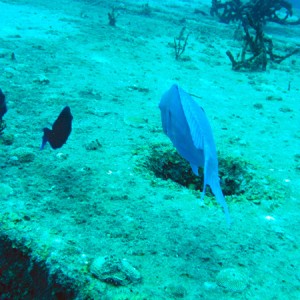 Parrot fish and friends