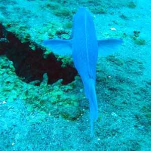 Parrot fish