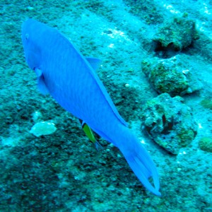 Parrot fish