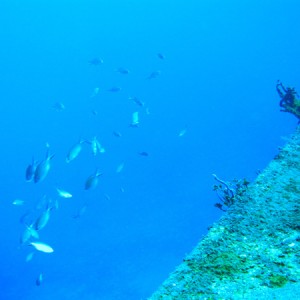 Fish off of Theo's Wreck