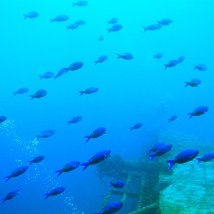 Fish off of Theo's Wreck