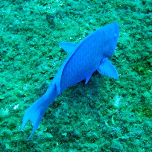 Parrot fish