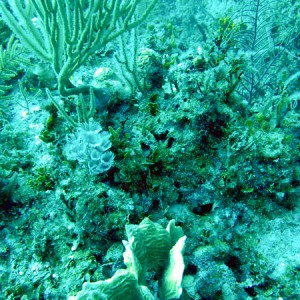 Reef and social feather dusters