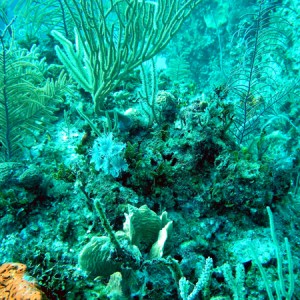 Reef and social feather dusters