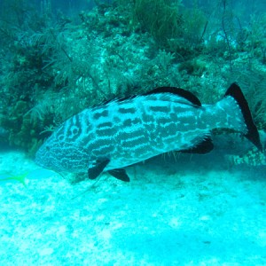 Grouper