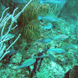 Lots of parrot fish