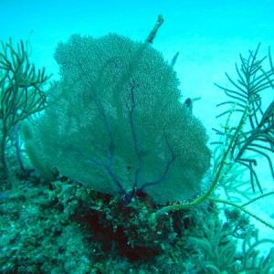 Fan coral