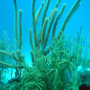 Corals