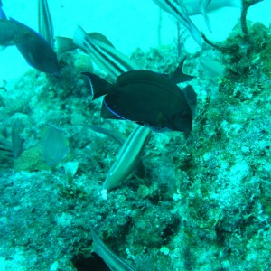 Juvenile Angel Fish