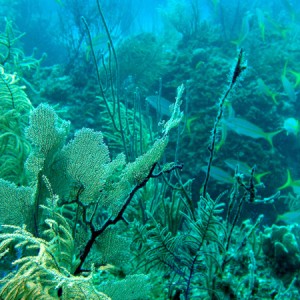 Soft coral and Yellow Snapper