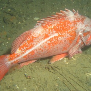 Vermilion Rockfish