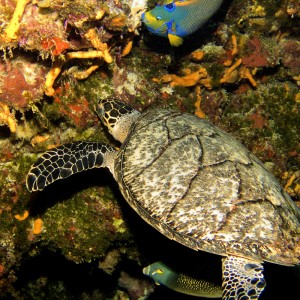 Hawksbill Turtle