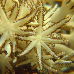 Flower Soft Coral