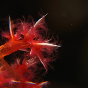 Soft Coral (Dendronephthya sp)