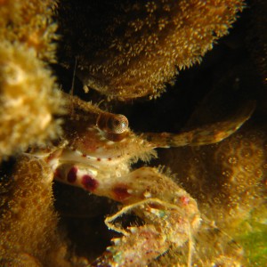 Coral Crab