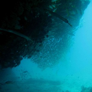 Algodoeiro Reef