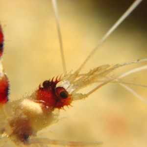 Boxer Cleaner Shrimp