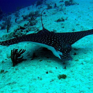 Eagle Ray