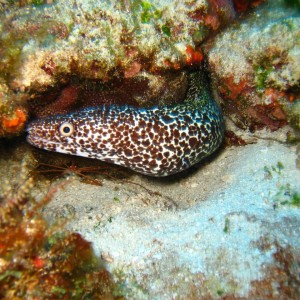 Snowflake eel & Spider Crab