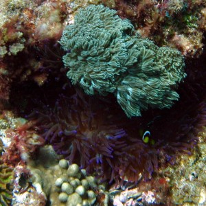 Wideband Anemonefish