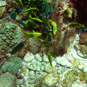 Yellow Moon Wrasse and Moon Wrasse