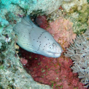 Peppered Moray