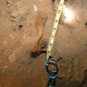 Measuring a shoulder bone on a dive at Far Side