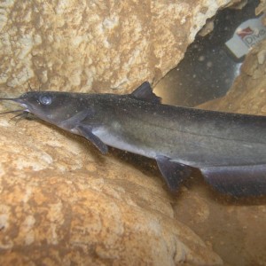 First catfish in the Bahamas caught on film -pic1-