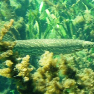 Gar