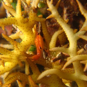 Coral Crab, trapezia lutea?