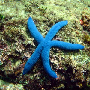 Blue Seastar