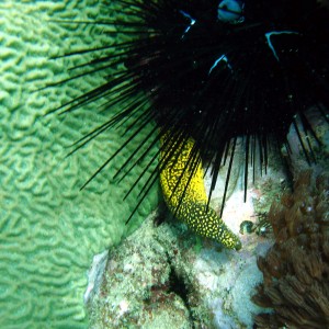 Gold Spotted Moray