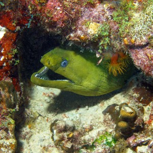 Really Green Really Big Moray