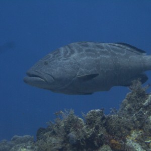 Black Grouper