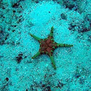 starfish4