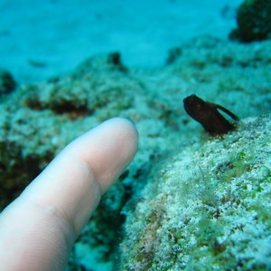 blenny size